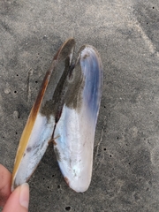 Modiolatus neglectus