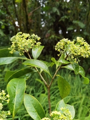 Daphnopsis americana