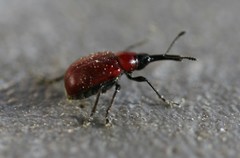 Merhynchites bicolor