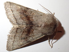 Orthosia opima