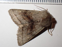 Orthosia opima