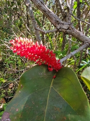 Coccoloba sintenisii