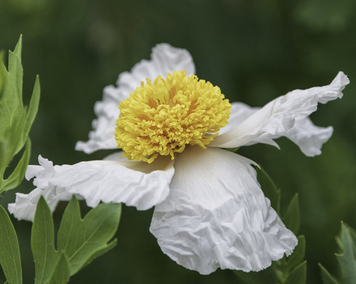iNaturalist observation photo of Coulter's matilija poppy