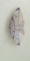 Hypochrosis hyadaria