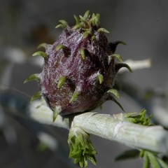 Rhopalomyia utahensis