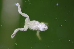 Bombina variegata variegata