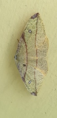 Hypochrosis hyadaria
