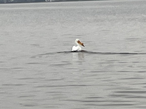 American White Pelican photographed in Indiana