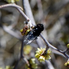 Copestylum comstocki