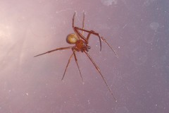Theridiidae