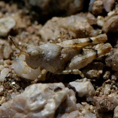 Cibolacris parviceps