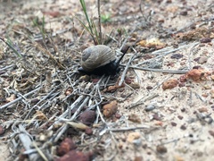 Xerarionta intercisa