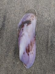 Modiolatus neglectus