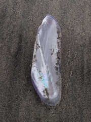 Modiolatus neglectus