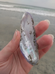 Modiolatus neglectus