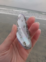 Modiolatus neglectus