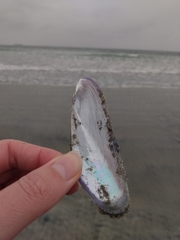 Modiolatus neglectus