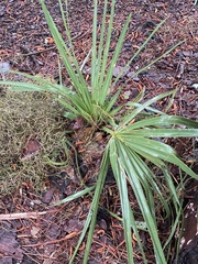 Sabal palmetto palmetto