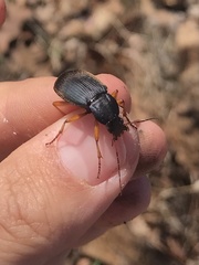 Chlaenius laticollis