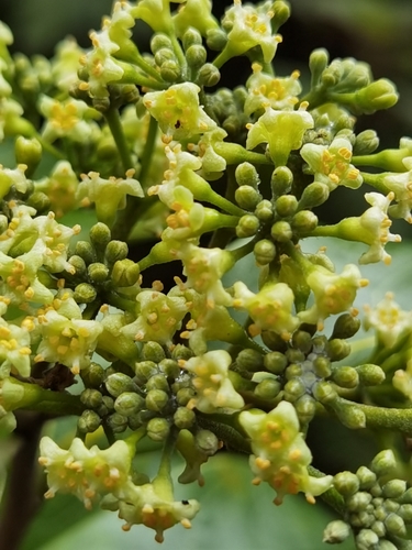 Image of Daphnopsis americana by (c) Eduardo Chacón Madrigal, some rights reserved (CC BY)