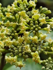 Daphnopsis americana