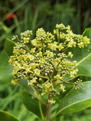 Daphnopsis americana