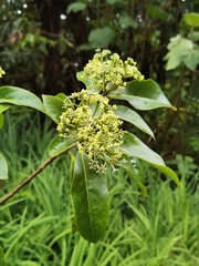 Daphnopsis americana