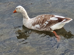 Anser anser domesticus