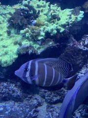 Zebrasoma