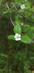 Crataegus uniflora