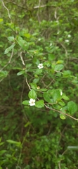 Crataegus uniflora
