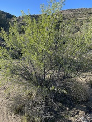 Pseudoziziphus parryi