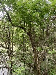 Morella cerifera image