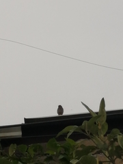 Passer domesticus