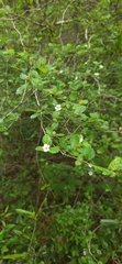 Crataegus uniflora