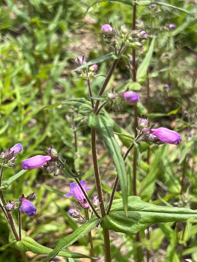 Penstemon tenuis, Memorial Park Conservancy, Houston, TX, US