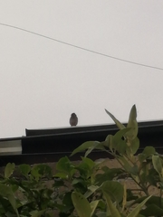 Passer domesticus