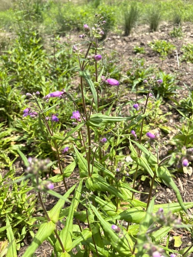 Penstemon tenuis
