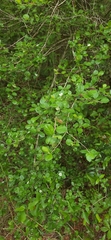 Crataegus uniflora