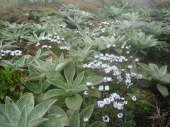 Pleurophyllum hookeri