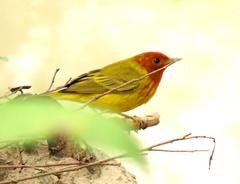 Setophaga petechia aequatorialis