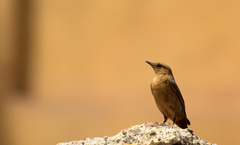 Oenanthe fusca