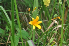 Hemerocallis plicata