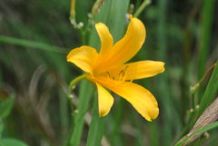 Hemerocallis plicata