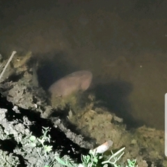 Amphiuma tridactylum