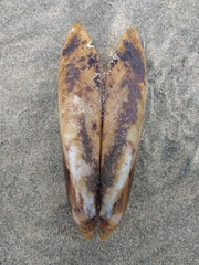 Modiolatus neglectus