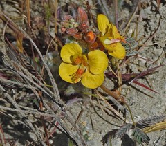 Hoffmannseggia trifoliata