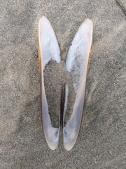 Modiolatus neglectus