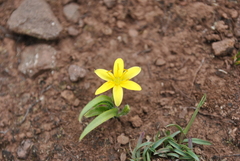 Hypoxis aurea