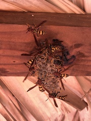 Polistes minor
